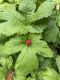 image of Hydrastis canadensis