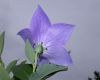 image of Platycodon grandiflorus