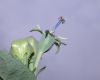 image of Platycodon grandiflorus
