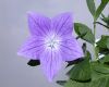 image of Platycodon grandiflorus