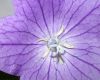 image of Platycodon grandiflorus