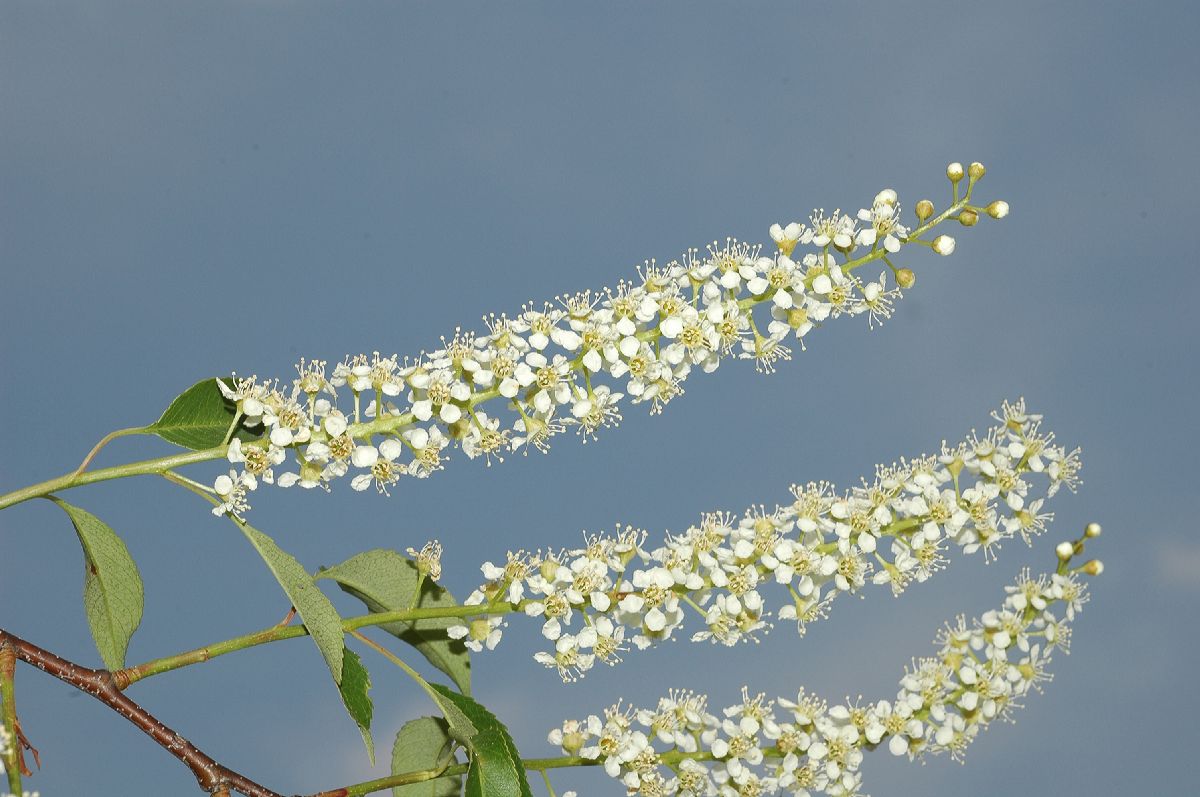 Rosaceae Prunus serotina