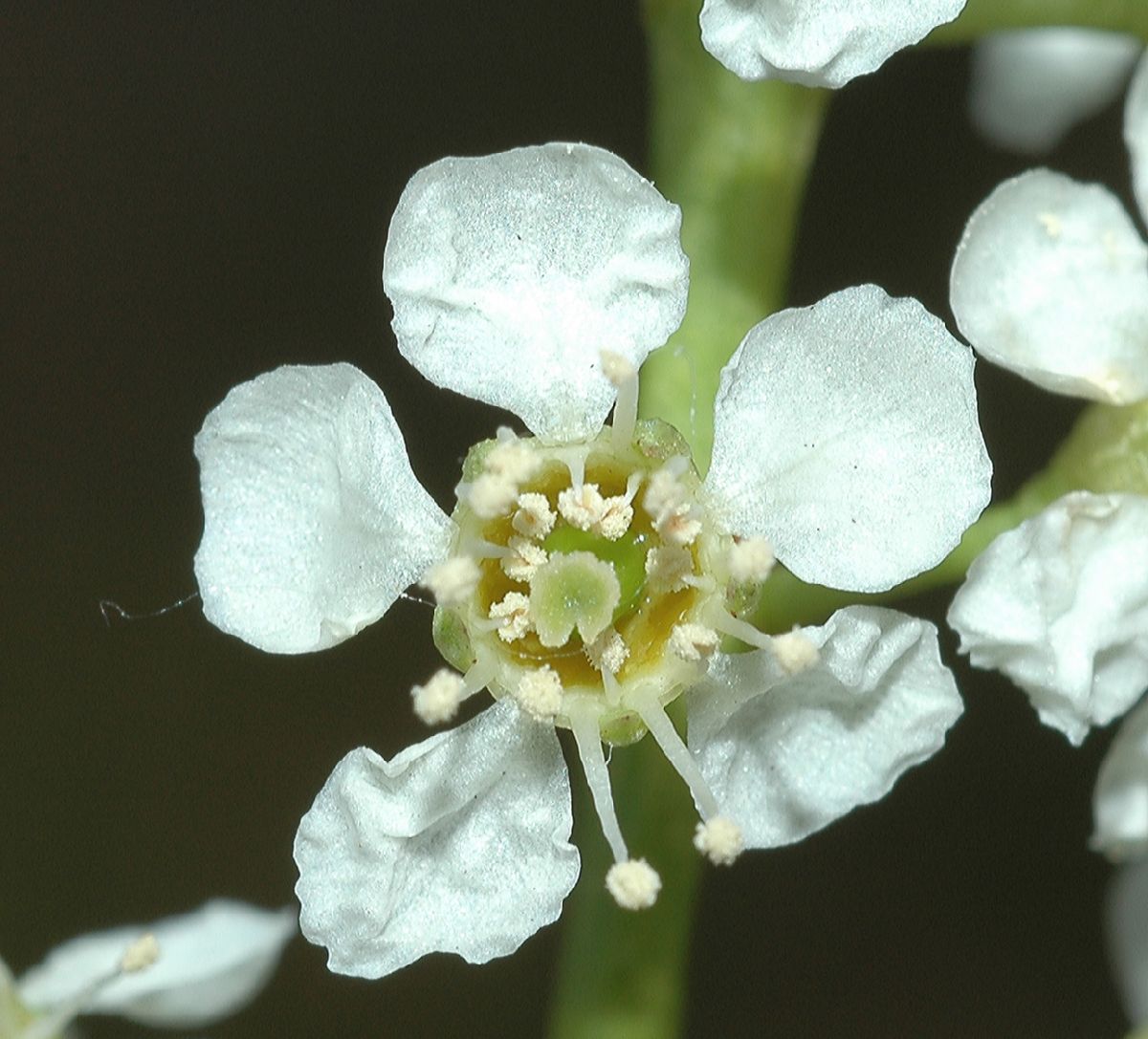 Rosaceae Prunus serotina