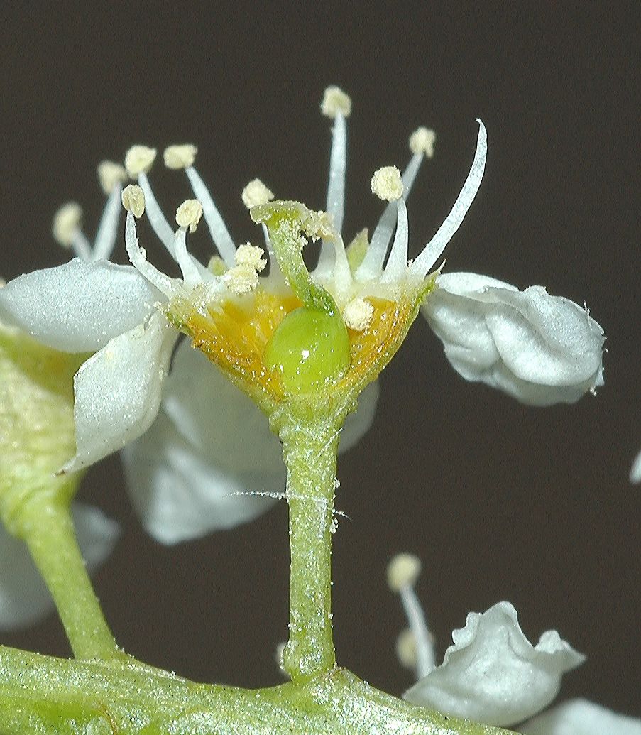 Rosaceae Prunus serotina