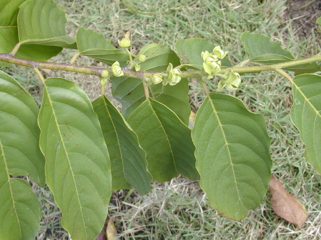 Annonaceae  