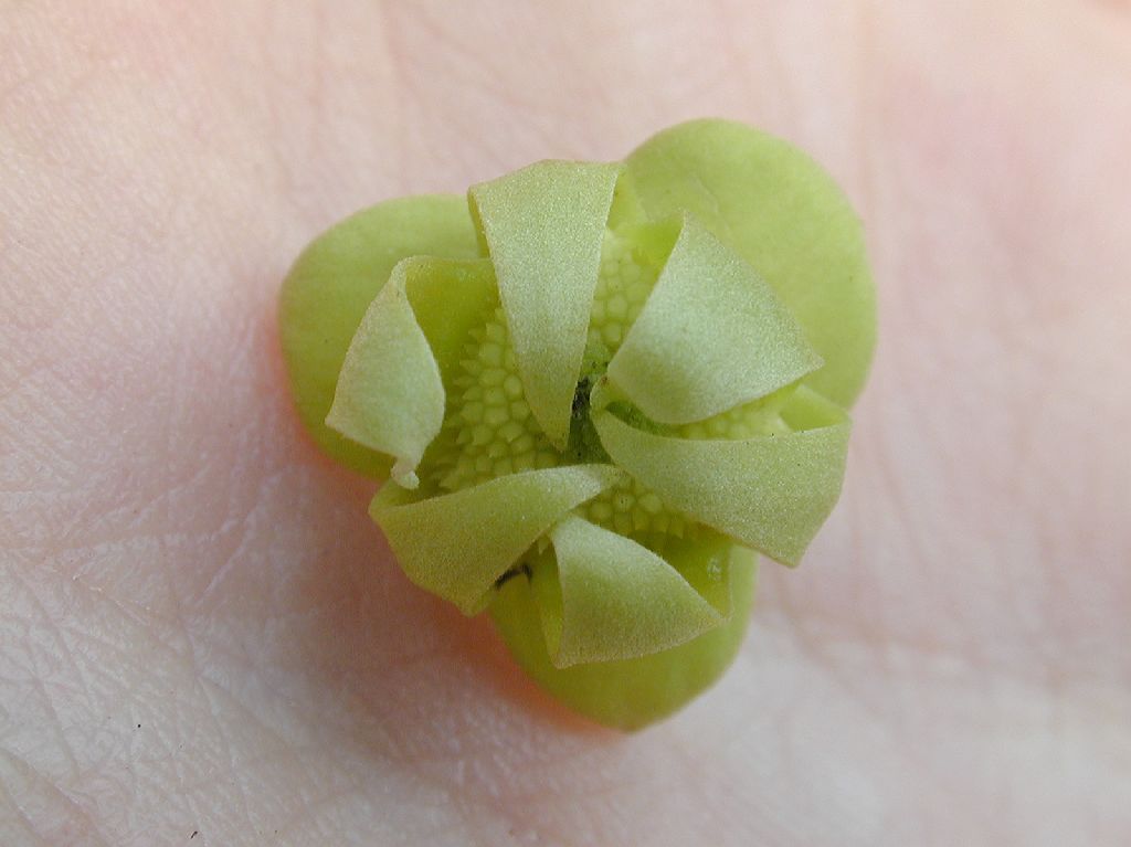 Annonaceae  