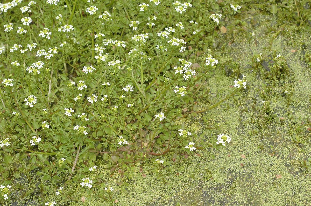 Brassicaceae Rorippa nasturtium-aquaticum
