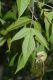 image of Acer negundo