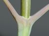 image of Acer negundo