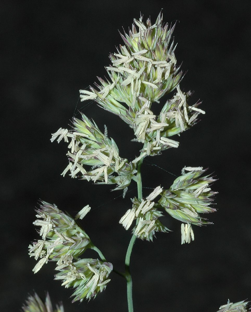 Poaceae Dactylis glomeratus