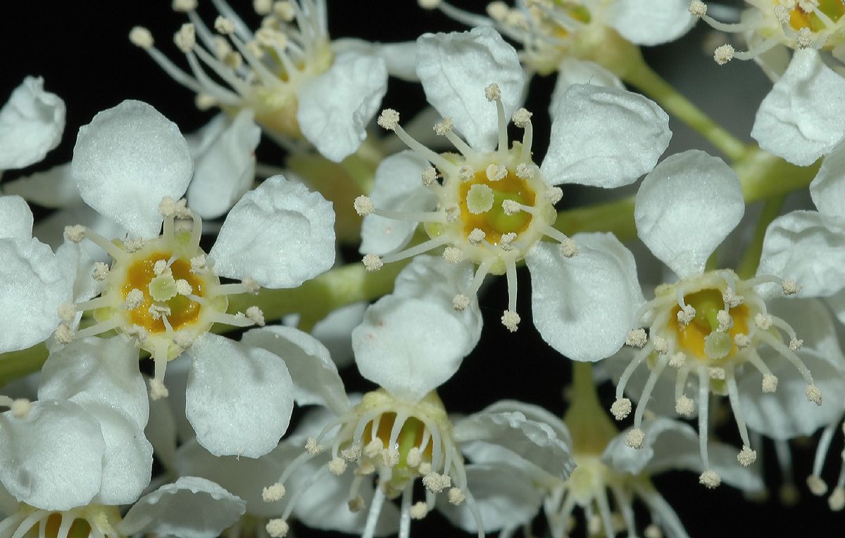 Rosaceae Prunus serotina