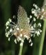 image of Plantago lanceolata