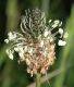 image of Plantago lanceolata