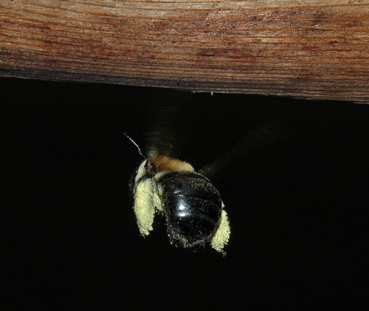 Apidae Xylocopa 