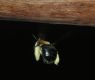 image of Xylocopa 