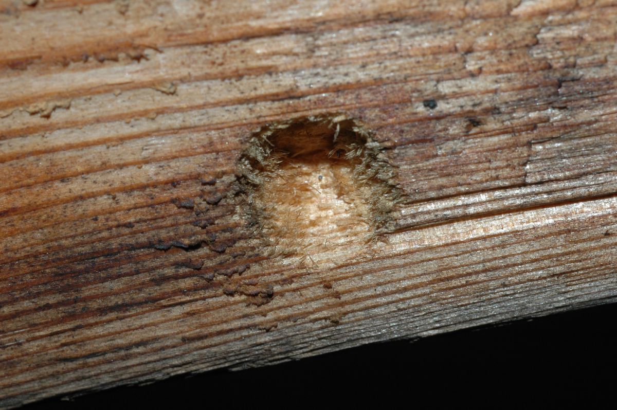 Apidae Xylocopa 
