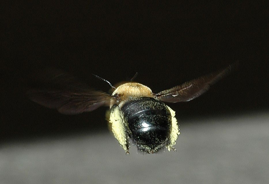 Apidae Xylocopa 