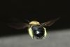 image of Xylocopa 