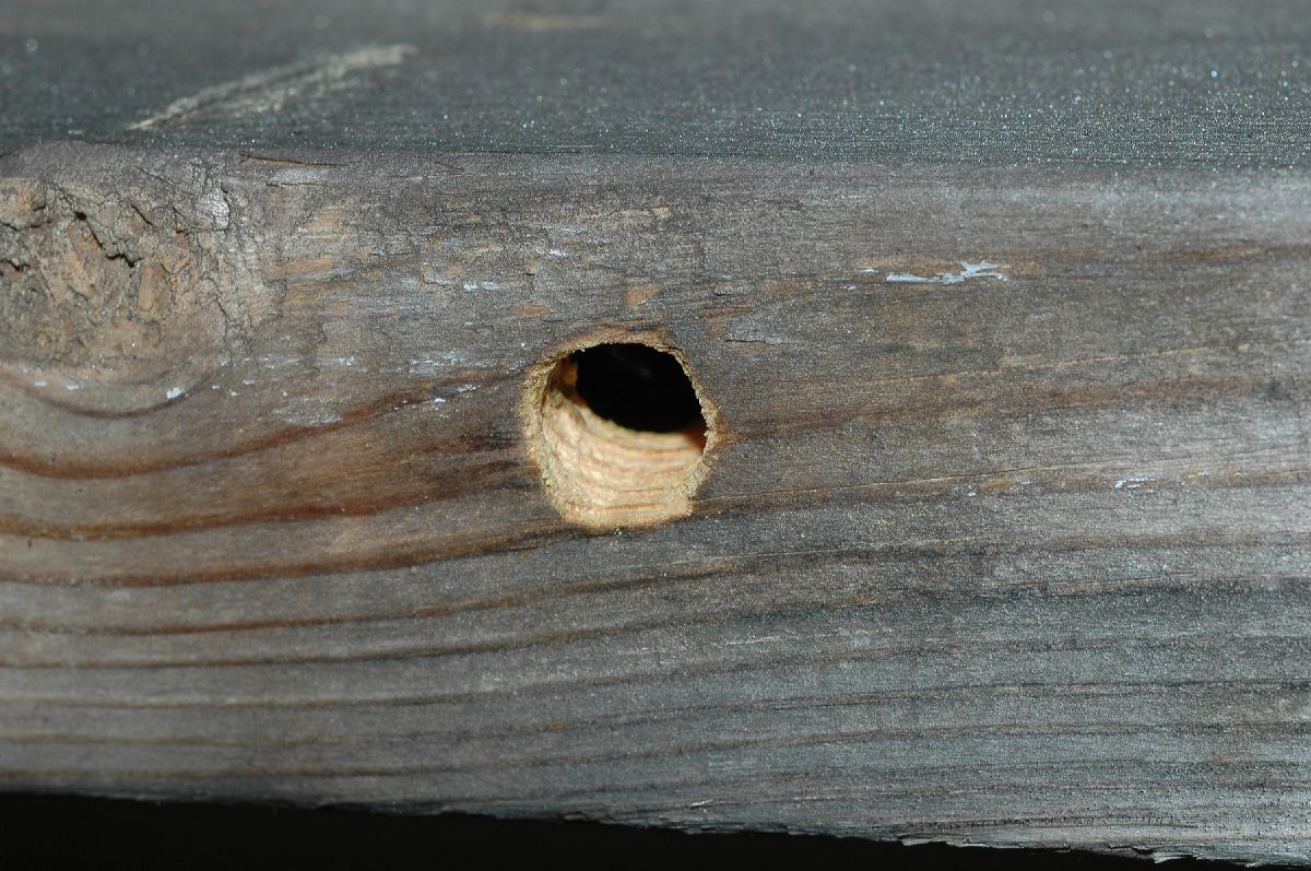 Apidae Xylocopa 