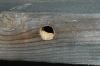 image of Xylocopa 