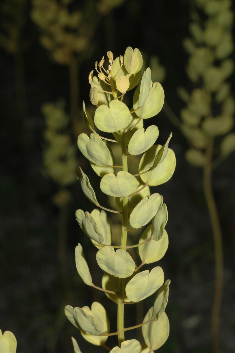 Brassicaceae Thlaspi arvense