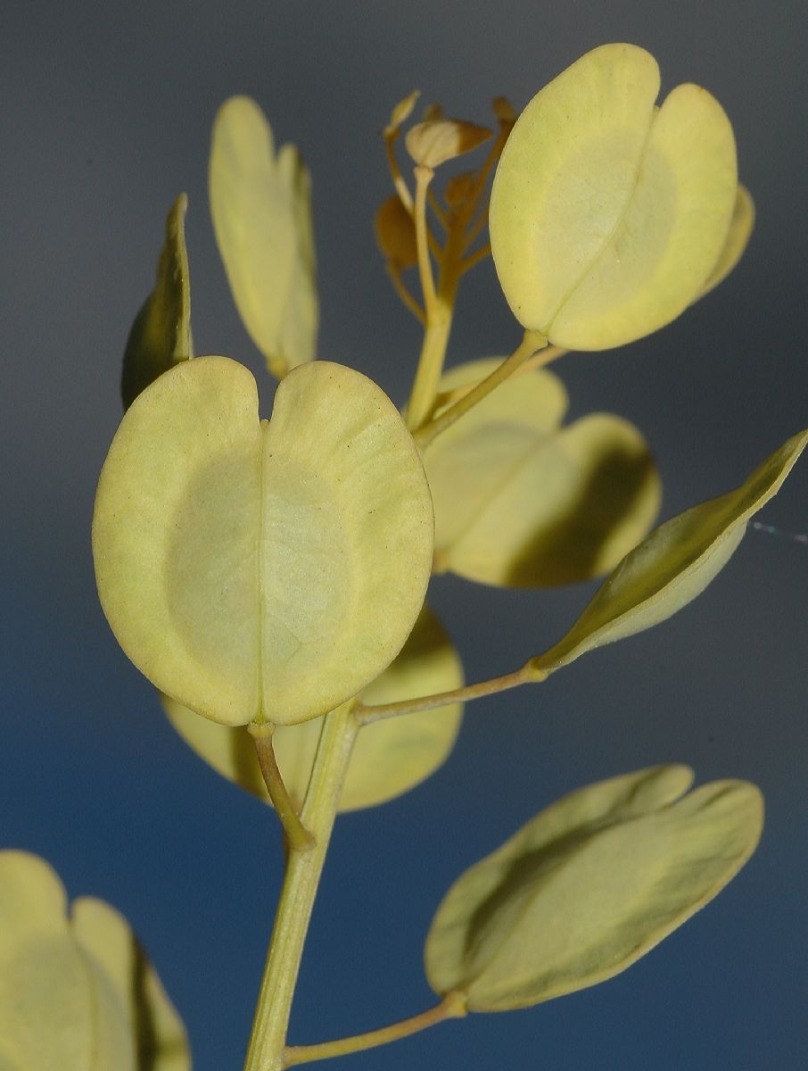 Brassicaceae Thlaspi arvense