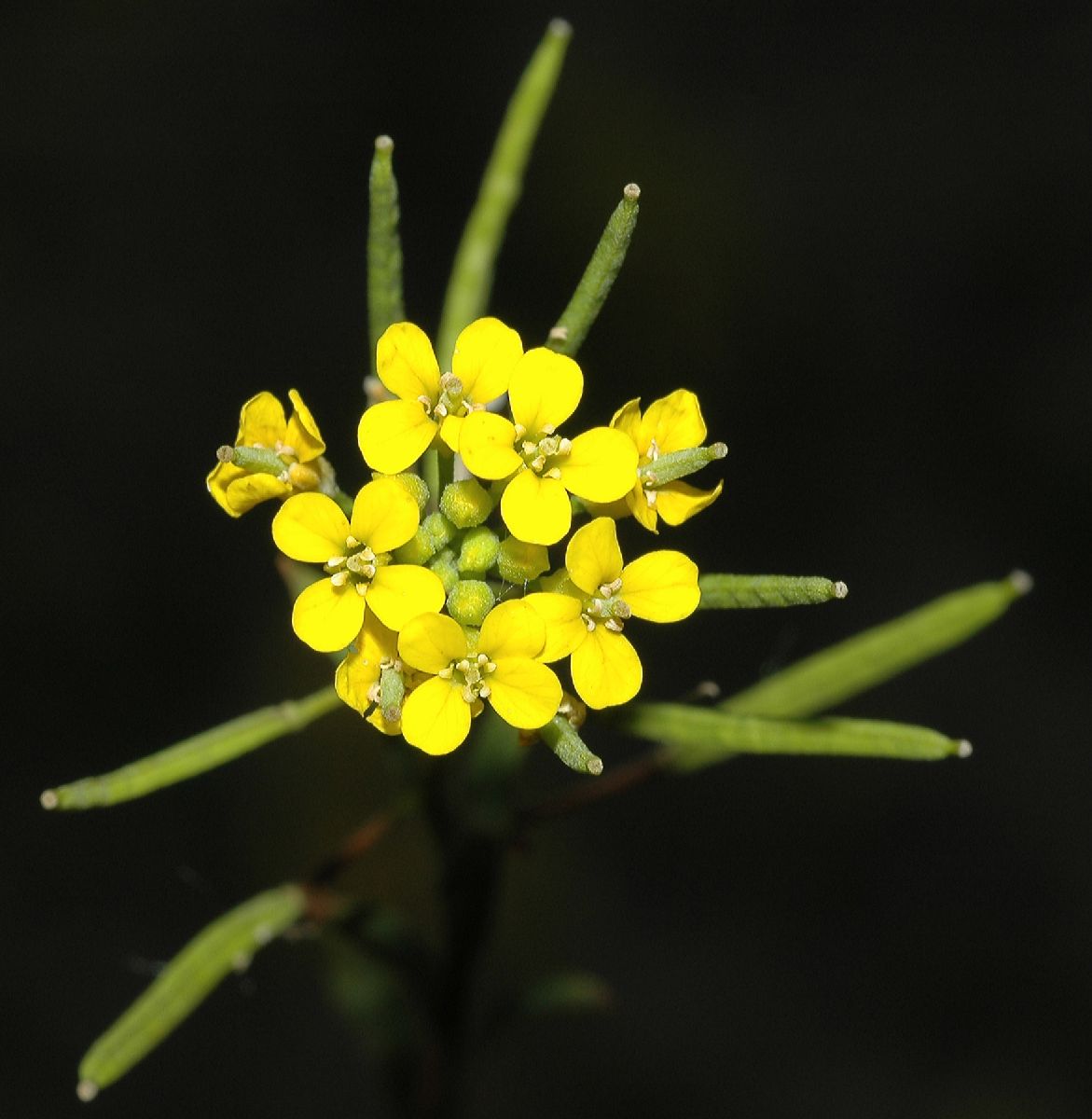 Brassicaceae Erysimum cheiranthoides