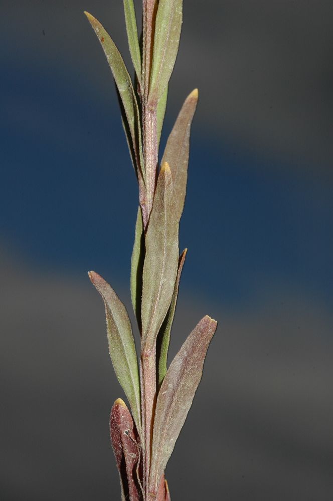 Brassicaceae Erysimum cheiranthoides