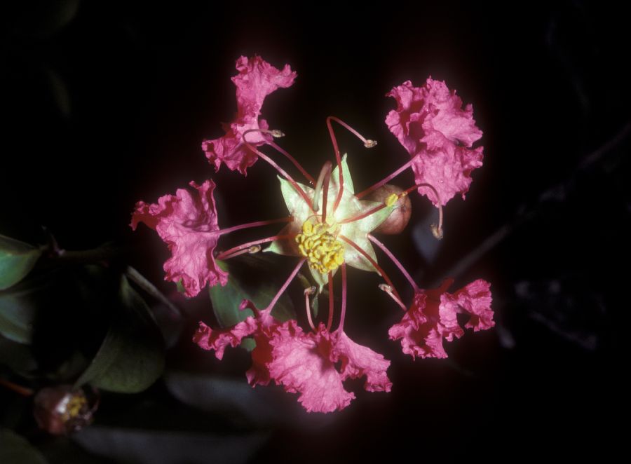 Lythraceae Lagerstroemia indica