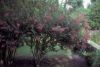 image of Lagerstroemia indica