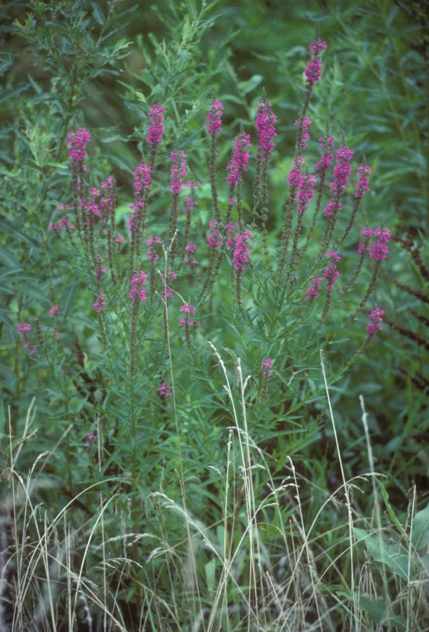 Lythraceae Lythrum salicaria