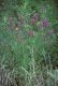 image of Lythrum salicaria