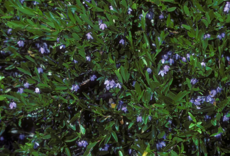 Pittosporaceae Sollya heterophylla