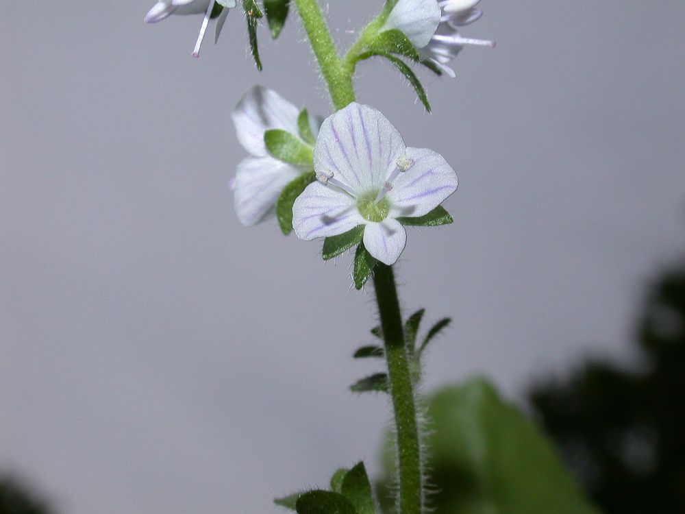 Plantaginaceae Veronica officinalis