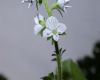 image of Veronica officinalis
