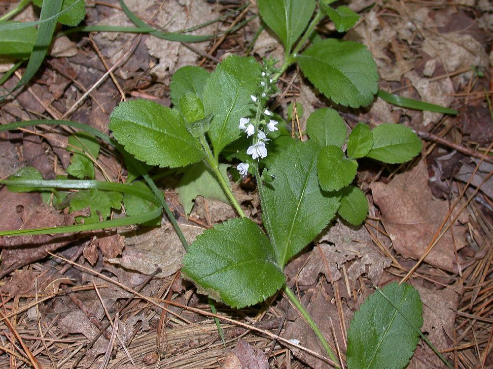 Plantaginaceae Veronica officinalis