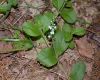 image of Veronica officinalis