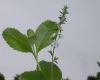 image of Veronica officinalis