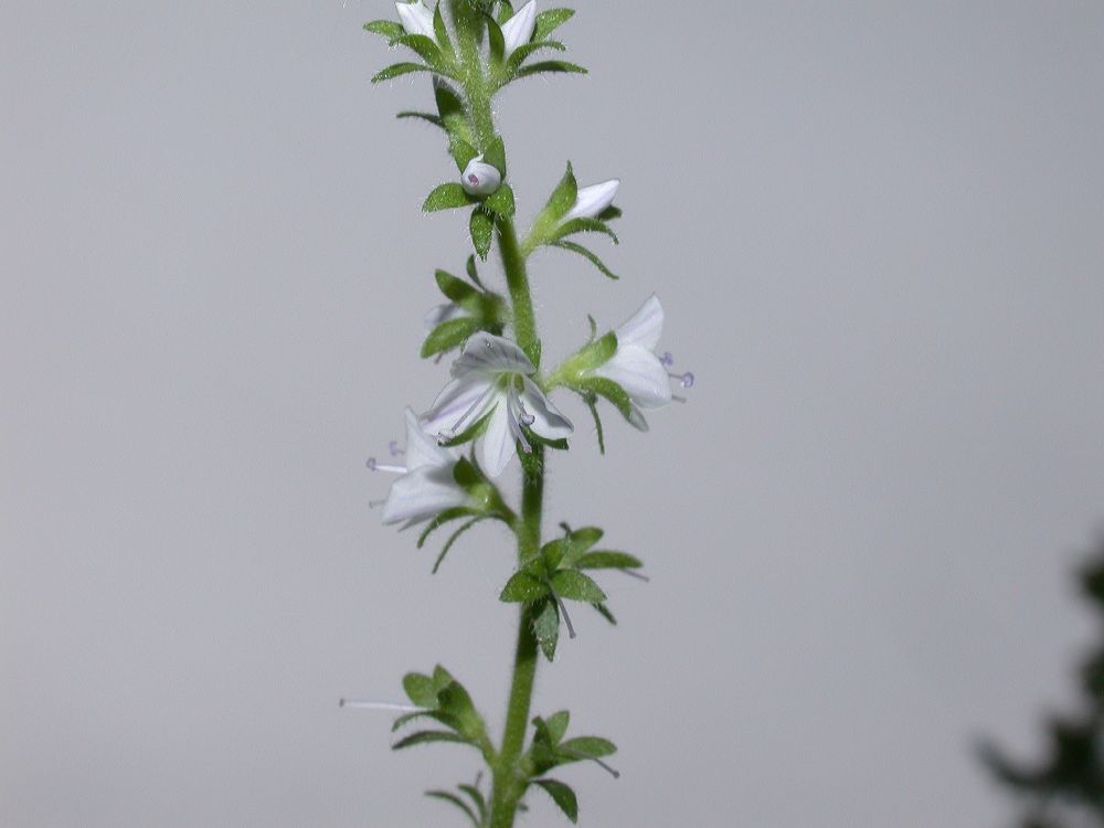 Plantaginaceae Veronica officinalis