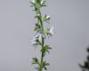 image of Veronica officinalis