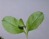 image of Veronica officinalis