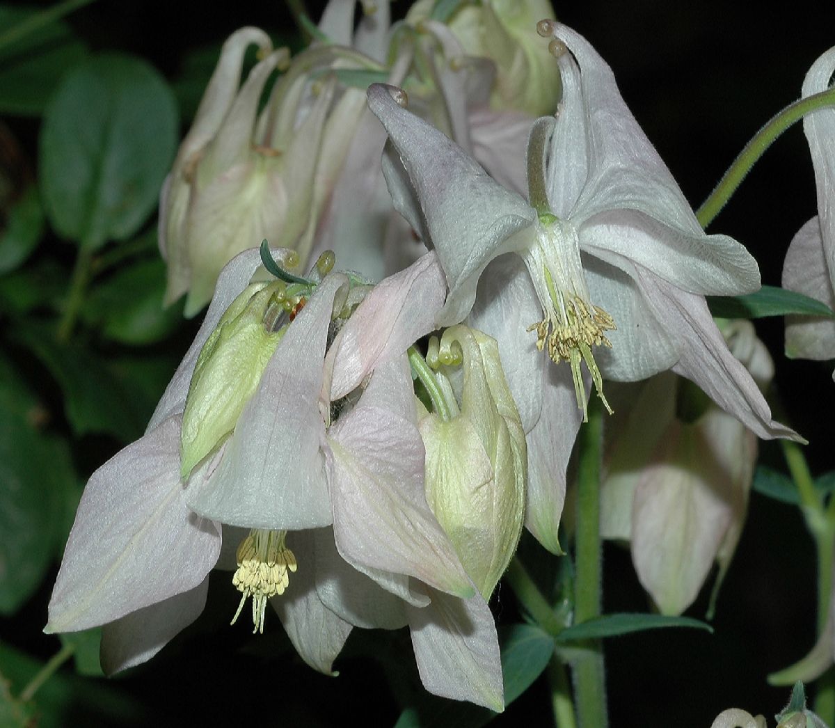 Ranunculaceae Aquilegia 