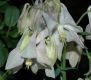 image of Aquilegia 