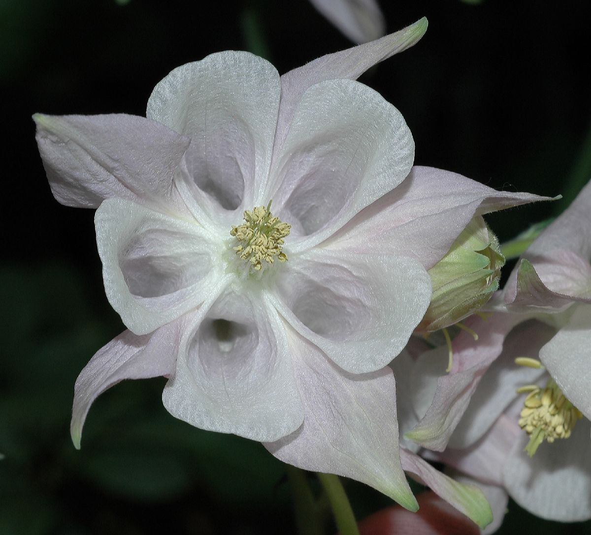Ranunculaceae Aquilegia 