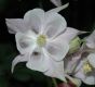 image of Aquilegia 