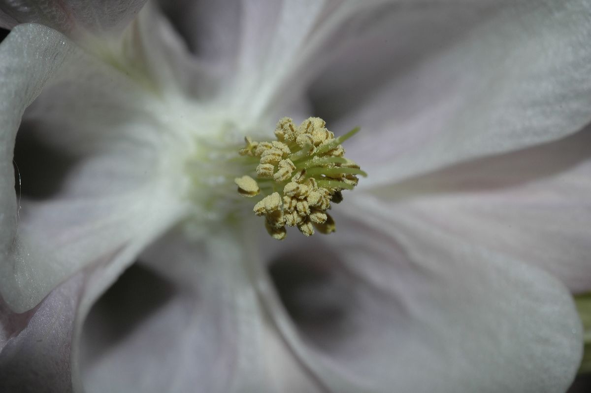 Ranunculaceae Aquilegia 