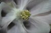 image of Aquilegia 