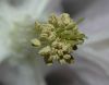 image of Aquilegia 