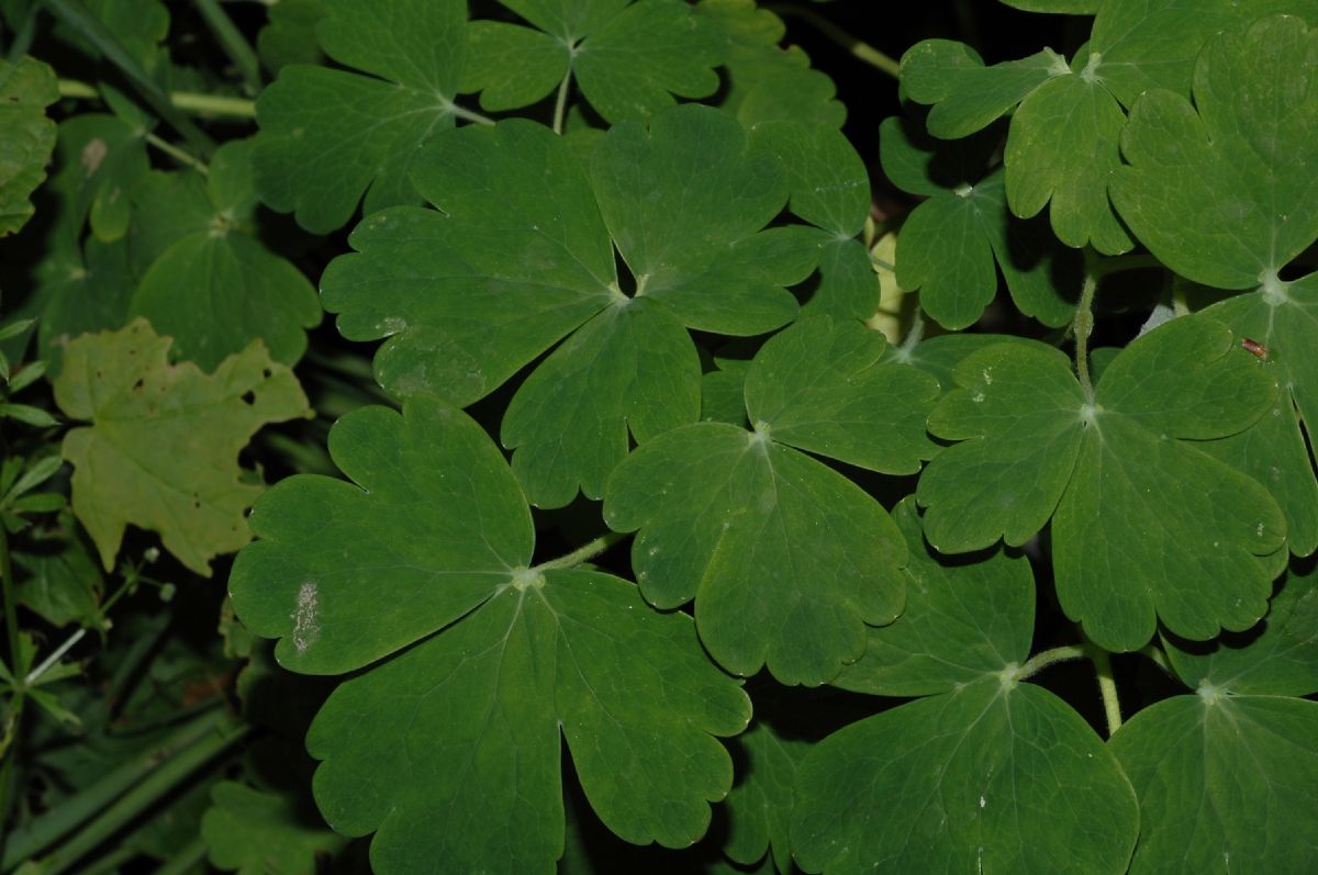 Ranunculaceae Aquilegia 
