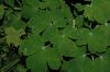 image of Aquilegia 